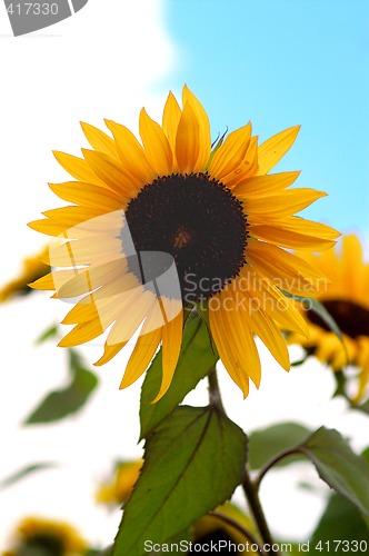 Image of Sunflowers