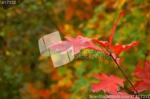 Image of Red leafs