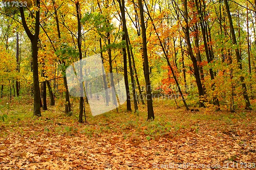 Image of Autumn forest