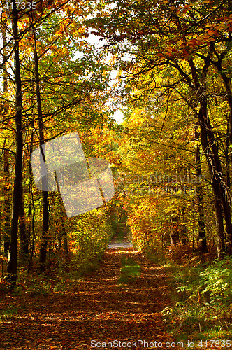 Image of Autumn road