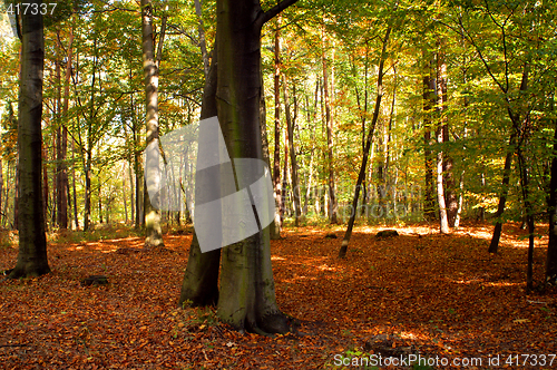 Image of Beech forest