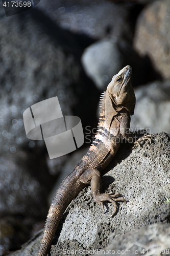 Image of lack spiny-tailed iguana seen in Big Corn Island Nicaragua Centr