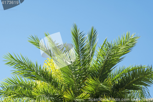 Image of Palmtree leaves