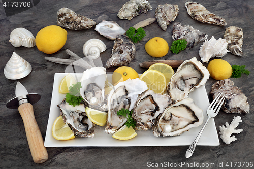 Image of Oysters 