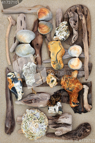 Image of Driftwood Seashells and Rock Abstract 