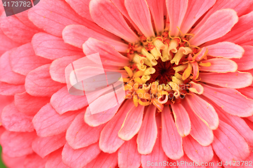 Image of zinnia flower detail