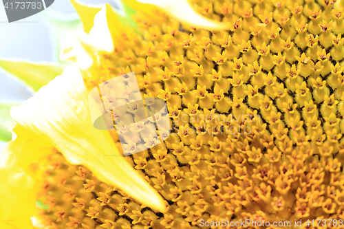 Image of yellow sunflower texture