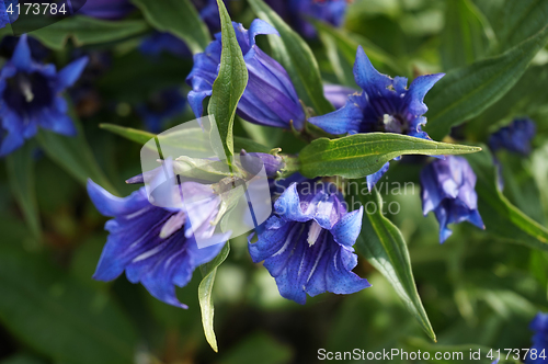Image of blue gentian flower