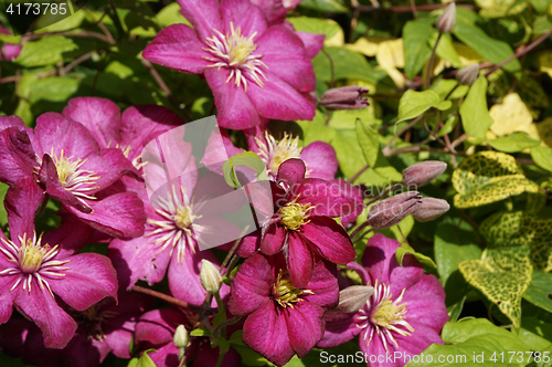 Image of clematis flowers 