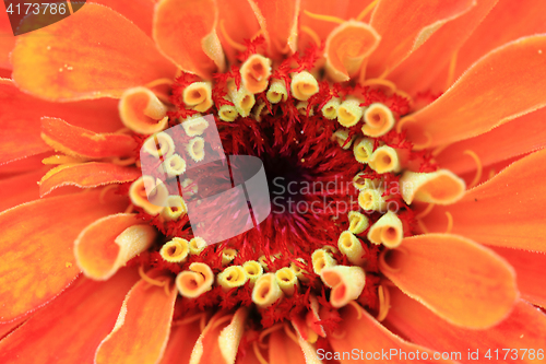 Image of zinnia flower detail