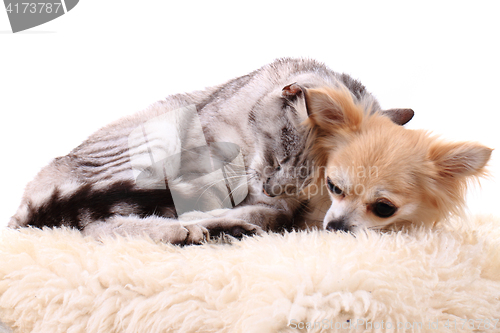 Image of cat and chihuahua are resting