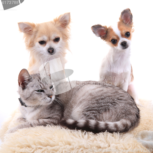 Image of cat and chihuahua are resting