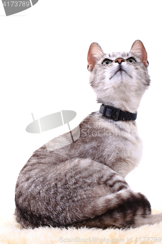 Image of gray cat isolated