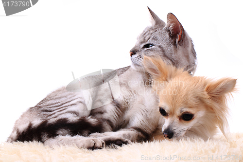 Image of cat and chihuahua are resting