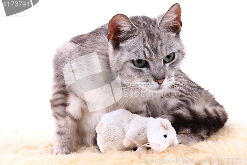 Image of gray cat isolated