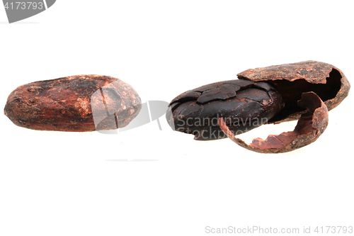 Image of fresh cocoa bean 