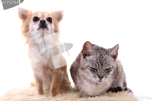 Image of cat and chihuahua are resting