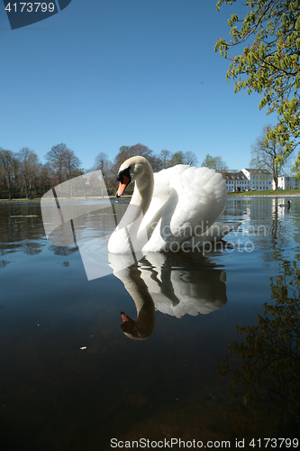 Image of Swan