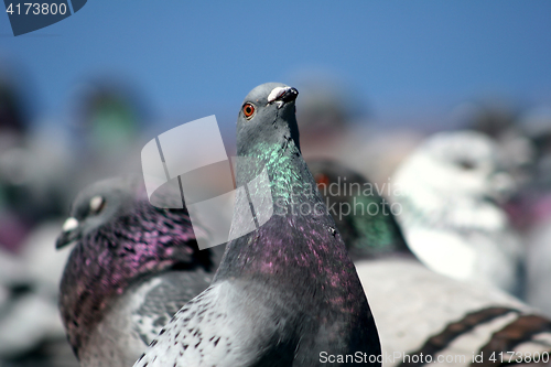 Image of pigeons