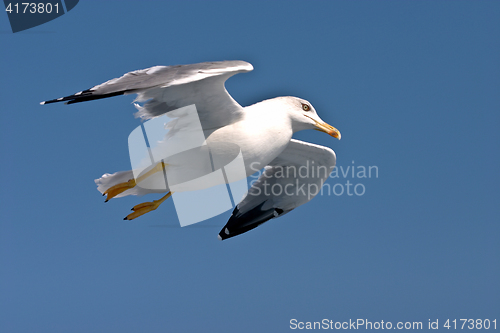 Image of bird seagull