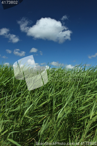 Image of Green grass and blue sky 