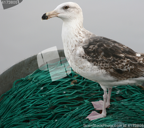 Image of fishnet in a harbor in denmark