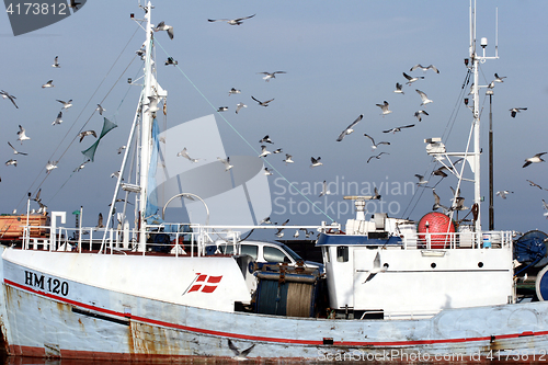 Image of bird seagull