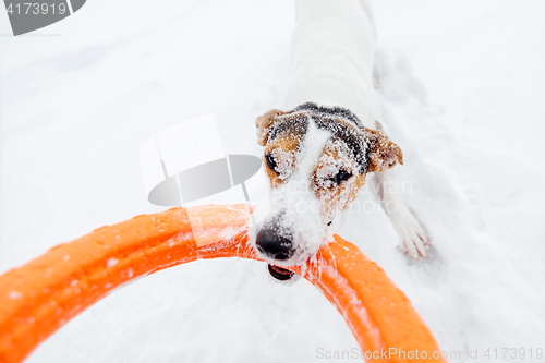 Image of Jack Russell in the snow plays with his toy