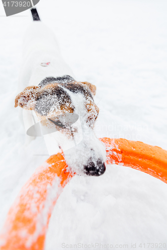 Image of Jack Russell in the snow plays with his toy