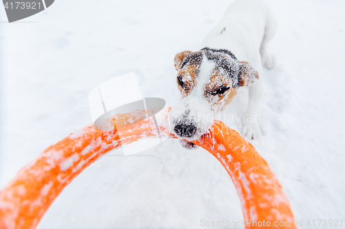 Image of Jack Russell in the snow plays with his toy