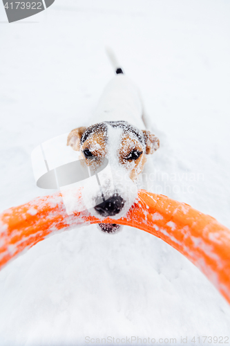 Image of Jack Russell in the snow plays with his toy