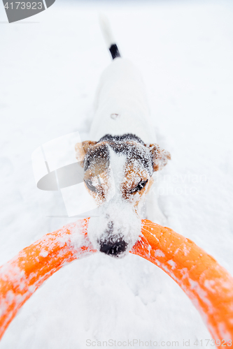 Image of Jack Russell in the snow plays with his toy