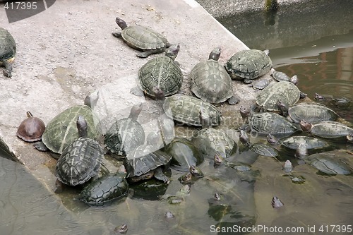 Image of Tortoises