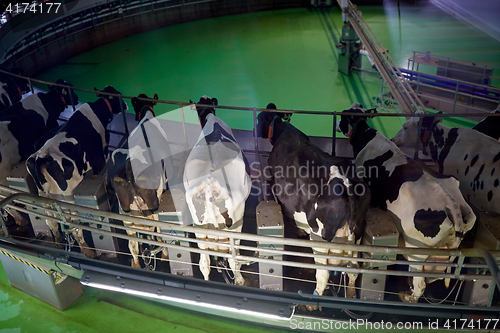 Image of milking cows at dairy farm rotary parlour system