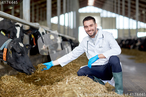 Image of veterinarian feeding cows in cowshed on dairy farm