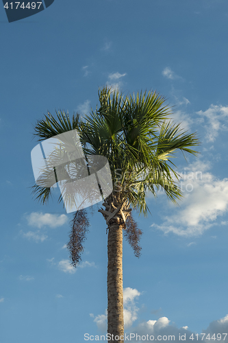 Image of Palmtree