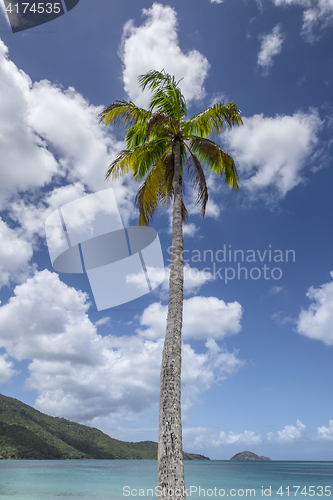 Image of Palmtree in the caribbean
