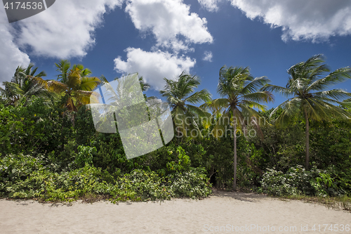 Image of Beautiful palmtrees at a tropical beach