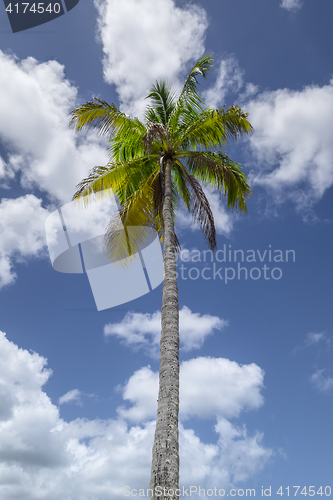 Image of Palmtree