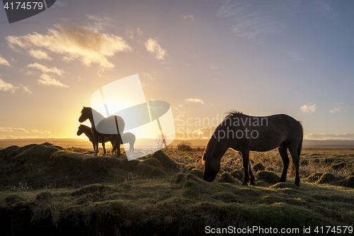 Image of Horses at sunrise