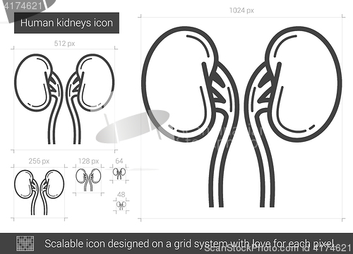 Image of Human kidneys line icon.