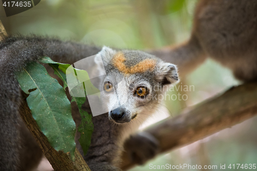 Image of crowned lemur Ankarana National Park