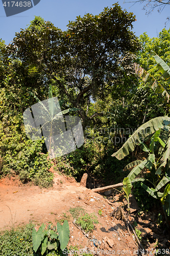 Image of Rainforest in Madagascar, Andasibe Toamasina Province