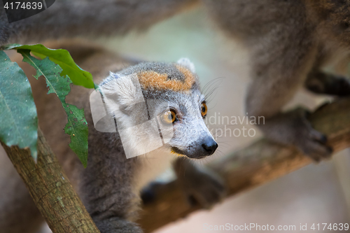 Image of crowned lemur Ankarana National Park