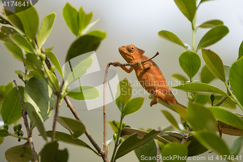 Image of Perinet chameleon, (Calumma gastrotaenia)