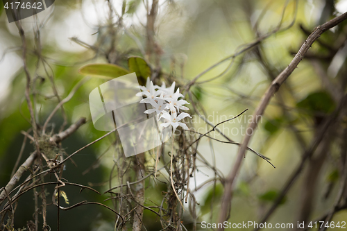 Image of White flower in madagascar rainforest