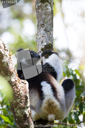 Image of Black and white Lemur Indri