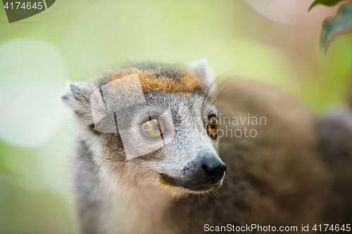 Image of crowned lemur Ankarana National Park
