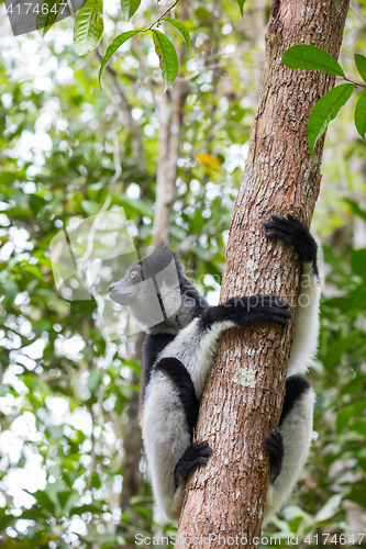 Image of Black and white Lemur Indri