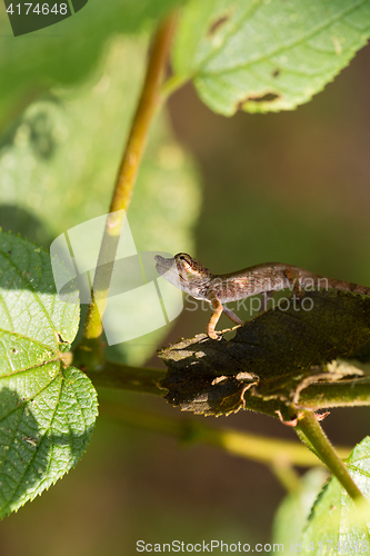 Image of Nose-horned Chameleon (Calumma nasutum)